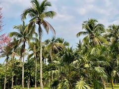 -中国科学院西双版纳热带植物园