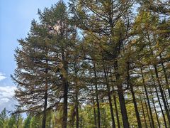 -塞罕坝国家级自然保护区