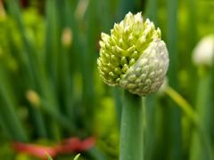 -越秀西湖花市(广州城市广场花卉店)