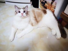 -联合动物医院(光谷诊疗中心)