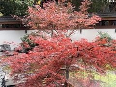 -久宴·天目湖大鱼头(恐龙园店)