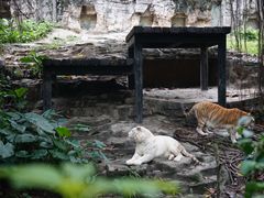 -广州长隆野生动物世界