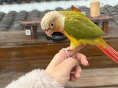 -伴山茶苑·围炉煮茶