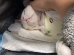 -纳吉亚猫专科动物诊疗中心(蒋宅口分院)