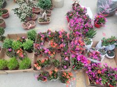 -中环花鸟鱼虫市场