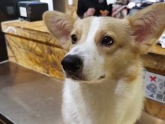 -more than meow吴止猫主题餐厅(承德 中船汇店)