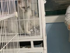 -喵的天空名猫咖啡馆·撸猫·猫舍·用品