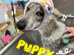 -Oh My Dog宠物沙龙(伊珊娜皮毛护理店)