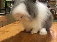-藦茜花园宠物主题亲子互动体验馆(国顺东路店)