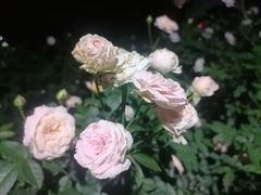 -人民公园(罗湖区)