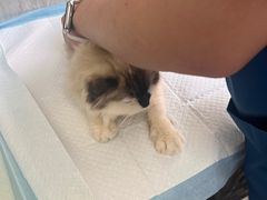 -爱派特动物医院·全科诊疗中心