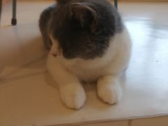 -飞行喵MR PILOT|猫舍·猫咖(静安大融城店)