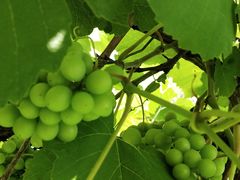 -桂林市花鸟市场