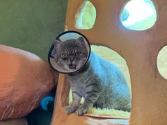 -猫猫幼稚园·撸猫·桌游·电玩