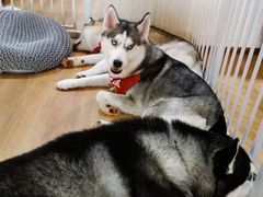 -Husky Go! 哈士奇体验馆·宠物咖啡厅狗咖