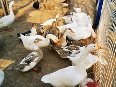 -东郊湿地公园