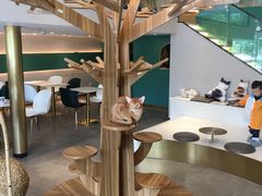 -飞行喵MR PILOT|猫舍·猫咖(静安大融城店)