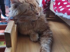 -猫小院猫主题咖啡厅(北锣店)