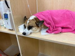 -美联众合动物医院·24h京西诊疗中心
