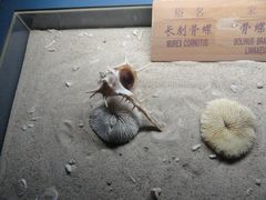 -亚龙湾中心广场·贝壳馆