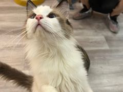 -BABIT巴比特宠物(MOMOPARK店)