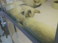 -喵的天空名猫咖啡馆·撸猫·猫舍·用品