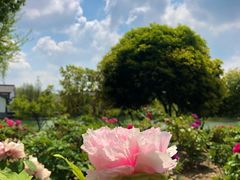 -尚湖风景区