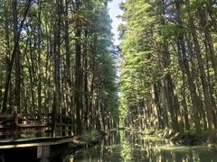 -溱湖国家湿地公园