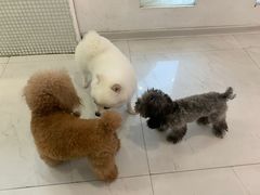 -BABYDOG宝贝狗宠物乐园(欧洲城店)
