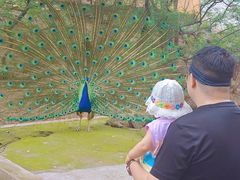 -燕塞湖鸟语林景区