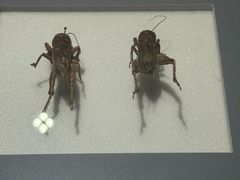 -上海昆虫博物馆