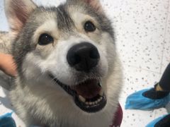 -Husky Go!哈士奇体验馆·宠物咖啡厅狗咖