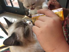 -猫色咖啡·猫咖