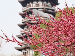 -洋湖国家湿地公园