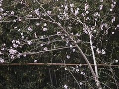 -南翔镇银翔湖公园