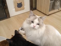 -有喵·猫咖·狗咖·30几只猫10只小狗(岗厦店)