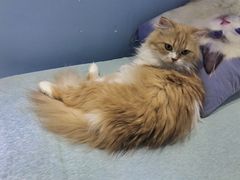 -喵的天空名猫咖啡馆·撸猫·猫舍·用品