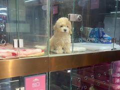 -FAELING PETS美天灵宠物(富力广场店)