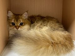 -谐和益家动物医院·免疫绝育·血液透析·宠保定点医院(高新伊藤分院)