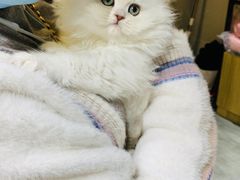 -欣宠猫屋·矮脚拿破仑·蓝金金渐层