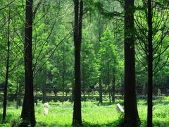 -素山寺森林公园