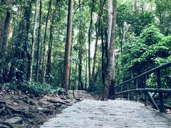 -莫里热带雨林景区