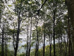 -阳台山森林公园
