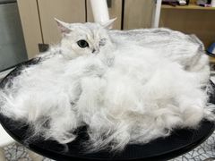 -momokira米努特·德文卷毛猫·棉花面纱犬