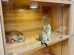 -猫十亿·布偶金渐层·曼基康矮脚猫舍(青年路店)