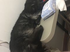-芭比堂动物医院·24小时·眼科中心(深圳中心)