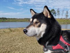 -春花秋色城市公园