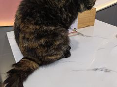 -喵园·猫主题咖啡厅·撸猫·猫咖(国贸店)