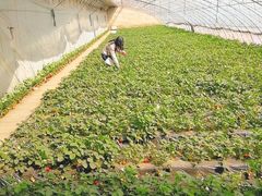 -大自然农场蔬菜草莓采摘园