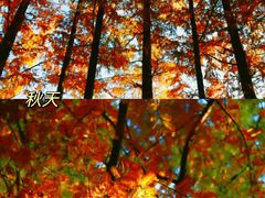 -老山国家森林公园
